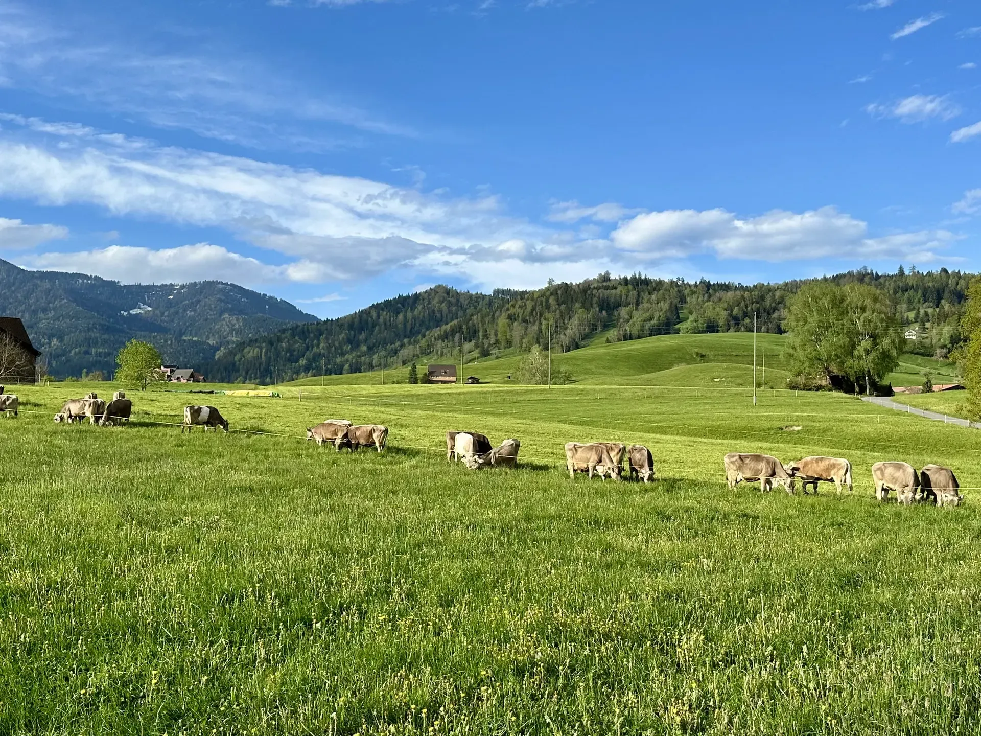 A green pasture with light brown dairy cows grazing in a line. Dark green forested hills sit in the distance under a blue sky with a few fluffy white clouds.