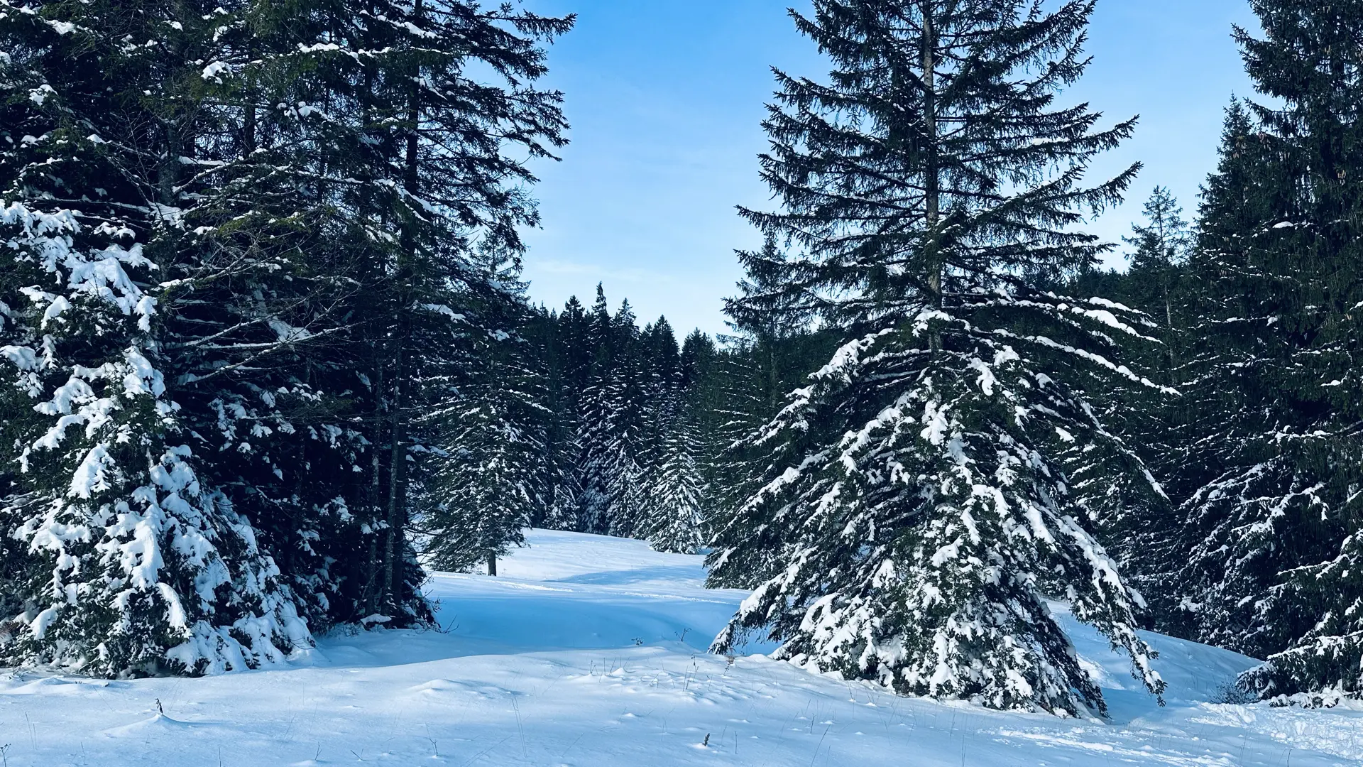 Landscape view of snow-laden fir trees and snowy fields under a hazy blue sky.