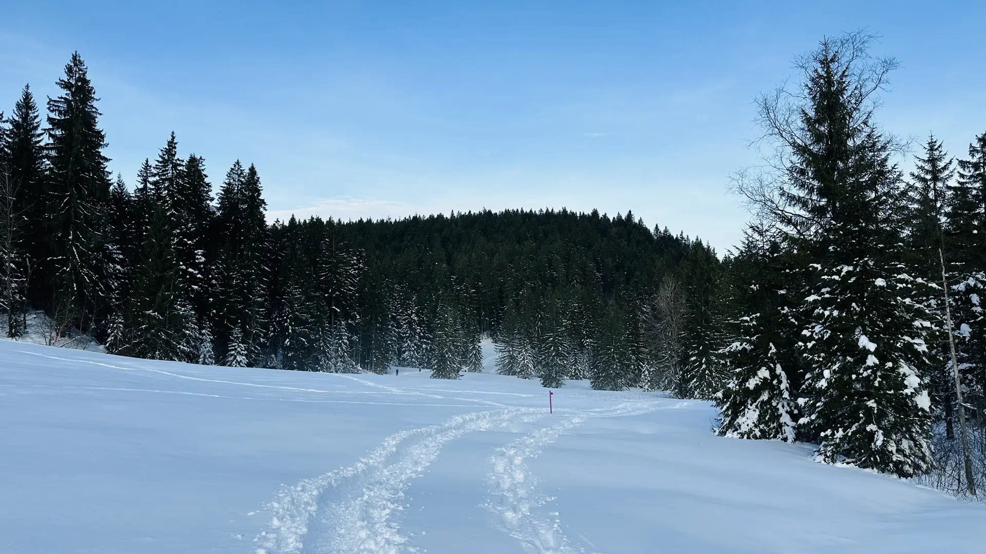 Landscape view of a snow-covered field with a few sets of tracks across it against a forest of dark green fir trees under a hazy blue sky.