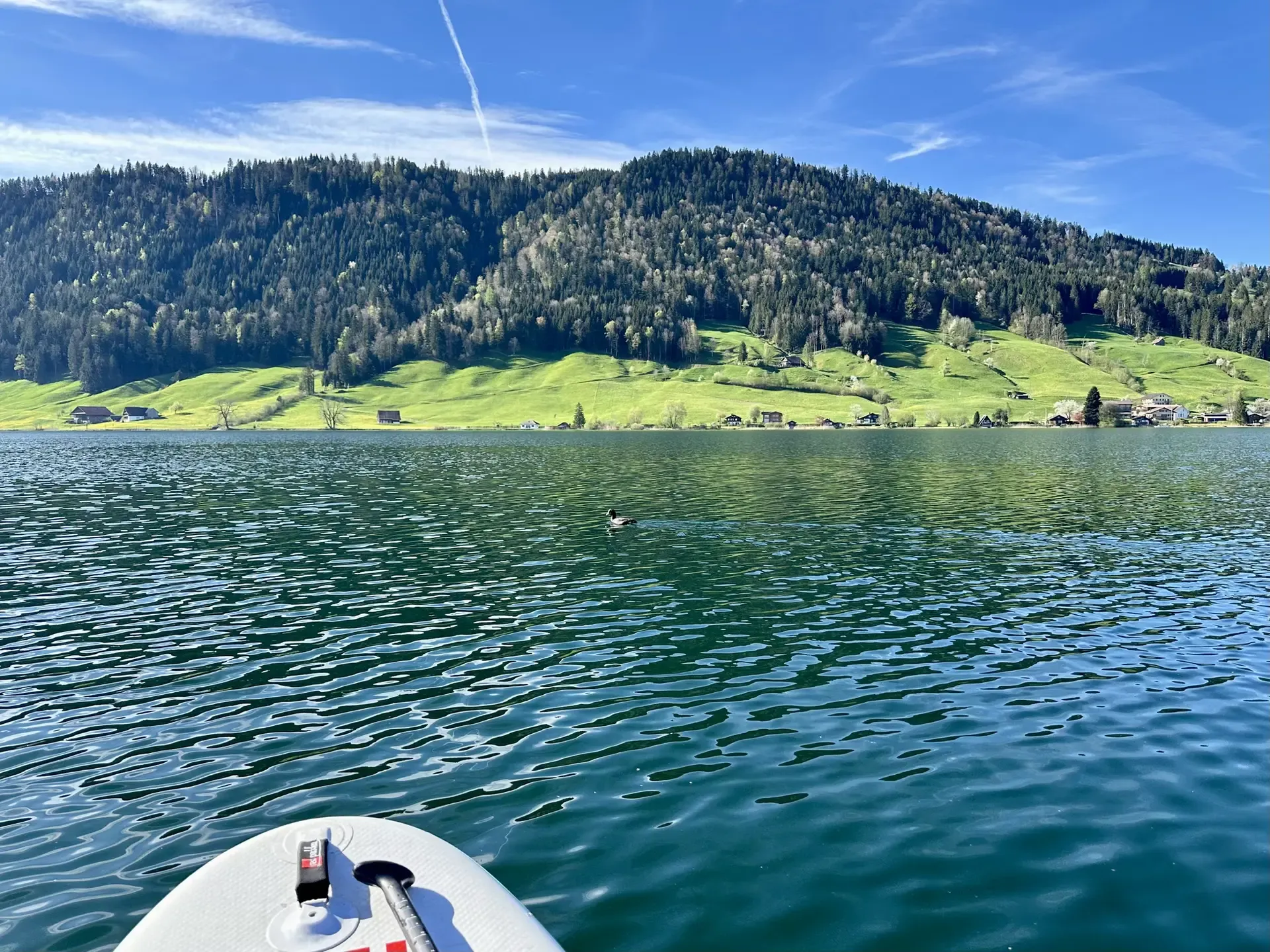 View of the tip of a standup paddle board floating on a smooth blue lake with green pastures and forested hills in the distance. There's some sort of waterfowl paddling in front of the board.