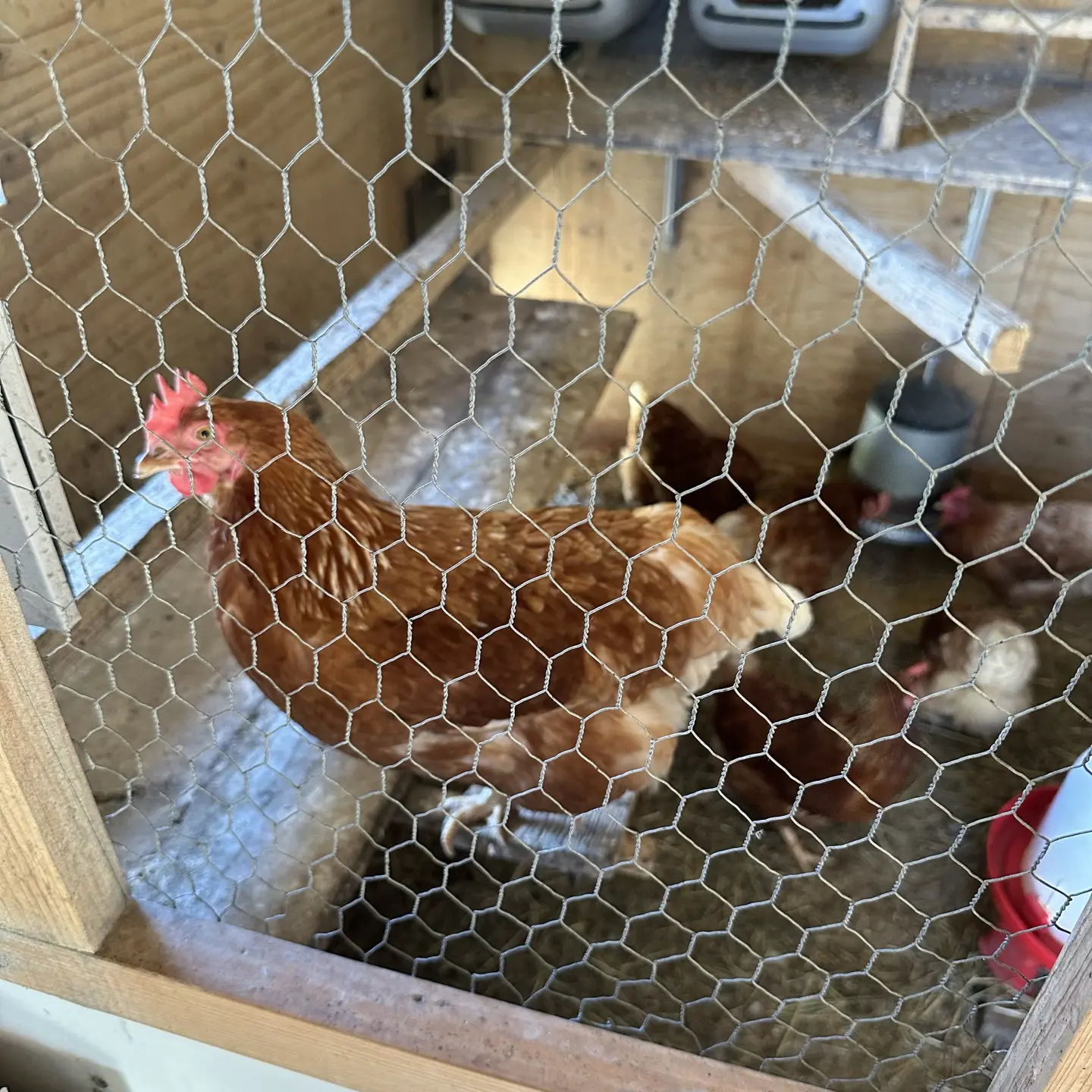 A brown hen in a chicken coop.