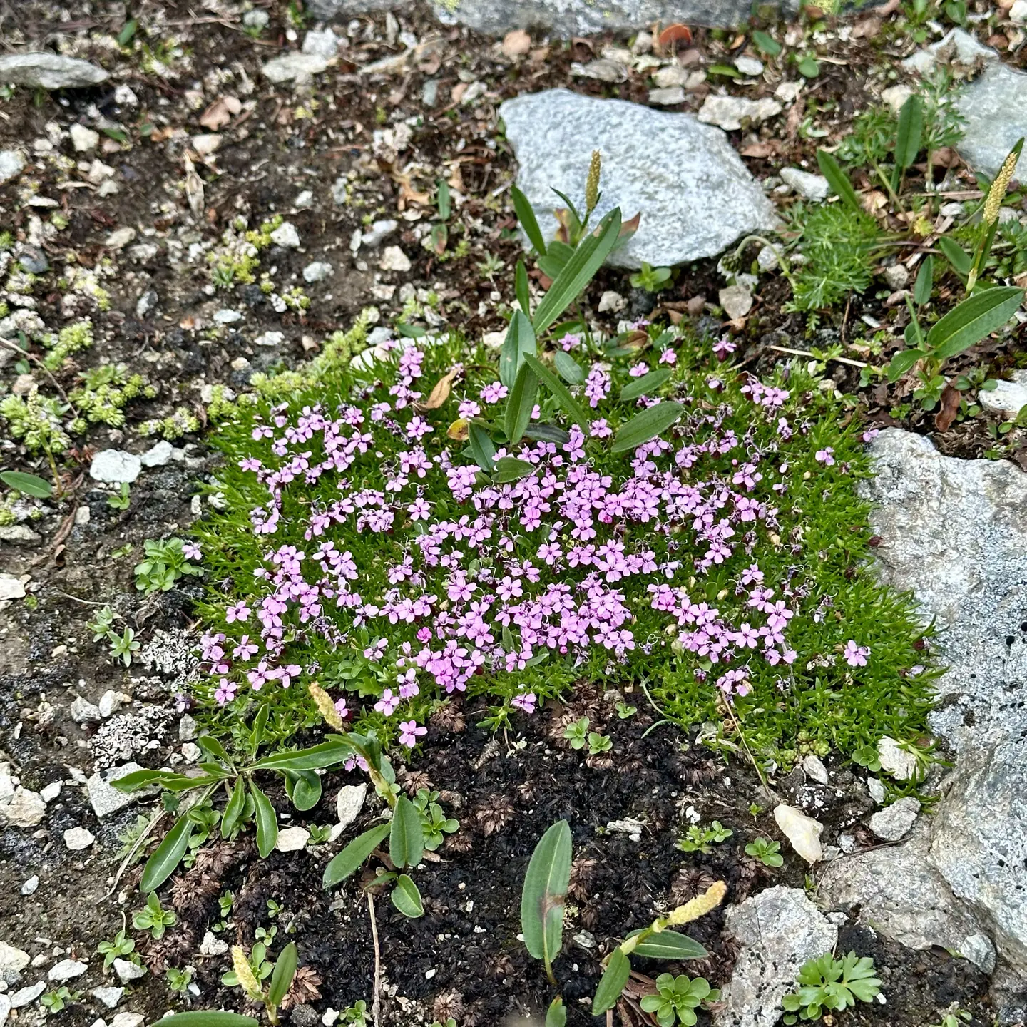 Tiny pink alpine flowers set against brown dirt and light gray stones.