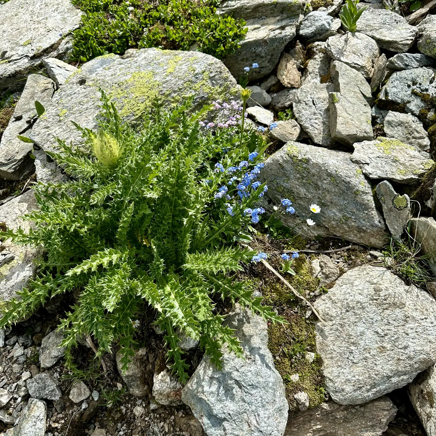 Tiny blue alpine flowers growing next to a thistle growing from a pile of gray stones.