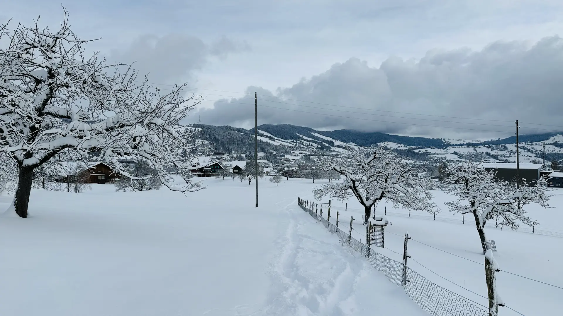 Landscape photo of a trail through snow-covered farm fields between three leafless snow-laden fruit trees under a cloudy sky.