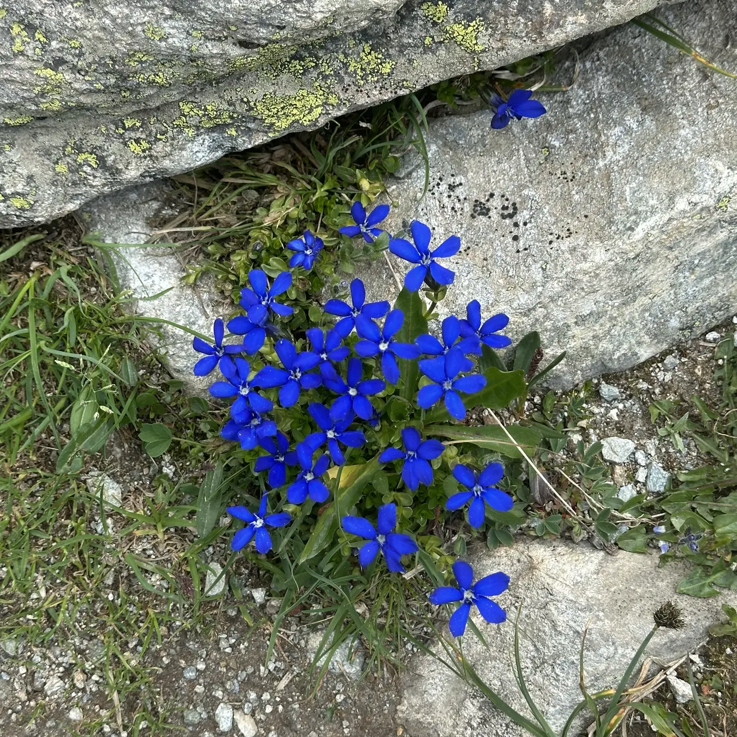 Closeup of some small intensely blue alpine flowers growing in between stones.