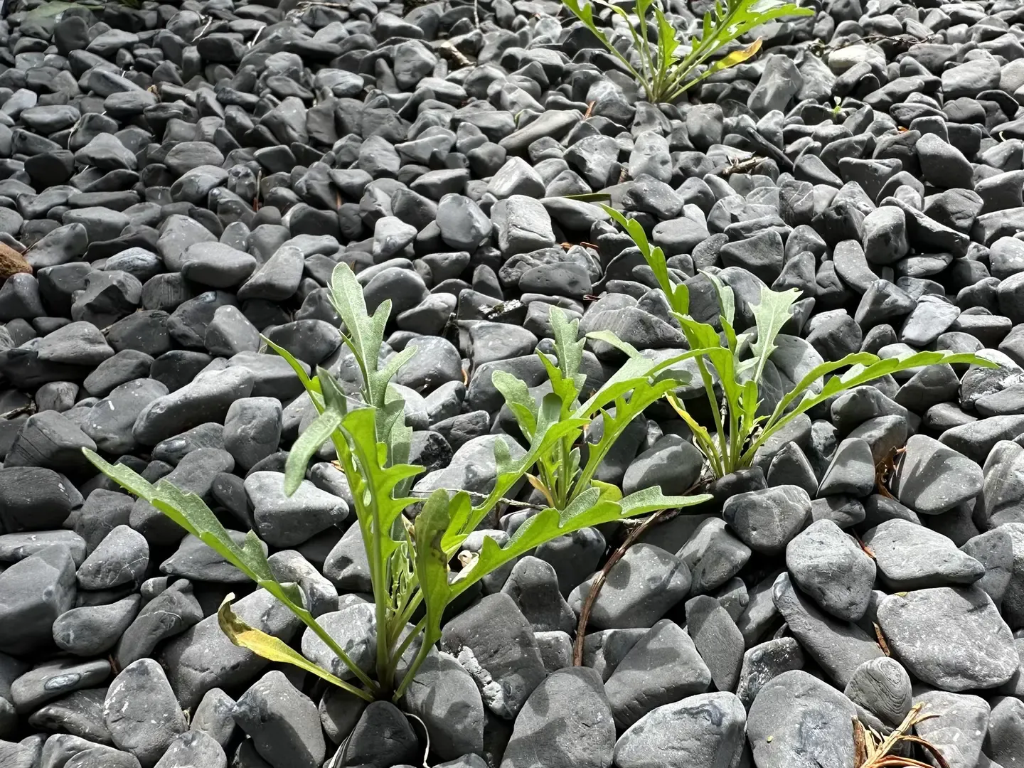 Closeup shot of a couple small arugula plants sprouting from the dark gray gravel surface of my apartment's terrace.